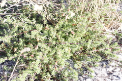 Aspalathus retroflexa retroflexa