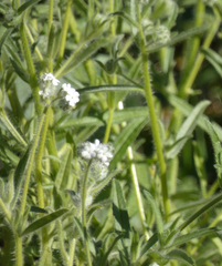 Cryptantha