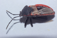 Largus rufipennis