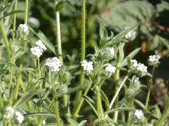 Cryptantha