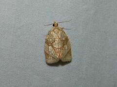 Adoxophyes negundana