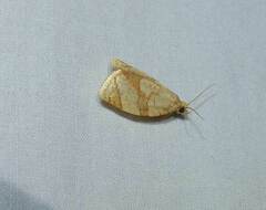 Adoxophyes negundana