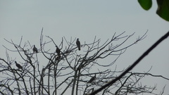 Patagioenas subvinacea