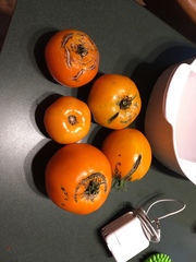 Solanum lycopersicum