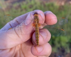 Crocothemis sanguinolenta