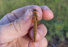 Crocothemis sanguinolenta