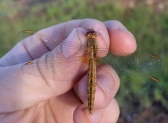 Crocothemis sanguinolenta