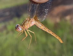 Crocothemis sanguinolenta