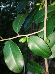 Chrysophyllum mexicanum