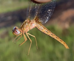 Crocothemis sanguinolenta
