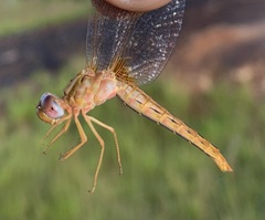 Crocothemis sanguinolenta