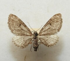 Eupithecia perfusca