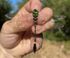 Phyllomacromia picta