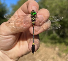 Phyllomacromia picta