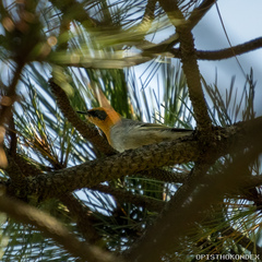 Peucedramus taeniatus