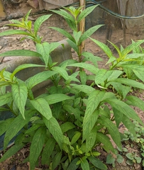 Elsholtzia penduliflora