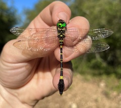 Phyllomacromia picta