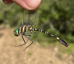 Phyllomacromia picta