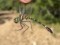 Phyllomacromia picta