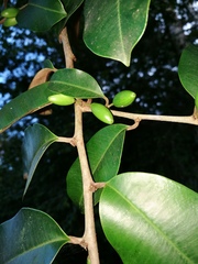 Chrysophyllum mexicanum