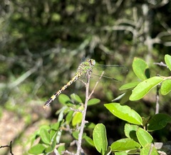 Paragomphus genei