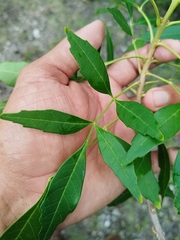 Thouinia paucidentata