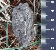 Bubo virginianus
