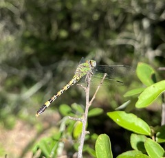 Paragomphus genei