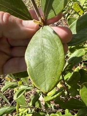 Rhodomyrtus tomentosa