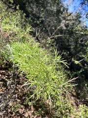 Artemisia palmeri