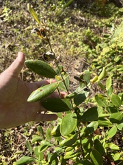 Rhodomyrtus tomentosa