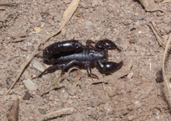 Bothriurus bonariensis