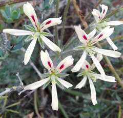 Pelargonium appendiculatum