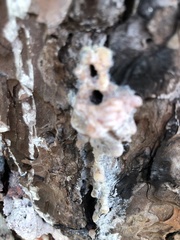 Dendroctonus terebrans