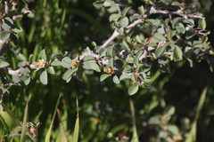 Euphorbia misera