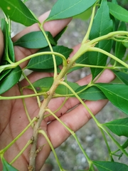 Thouinia paucidentata