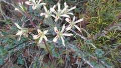 Pelargonium appendiculatum