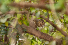 Heliosciurus gambianus