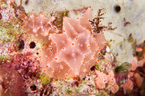 Batangas Halgerda — seen at this dive site