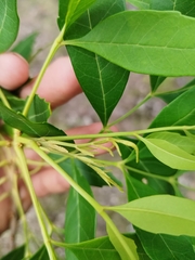 Thouinia paucidentata