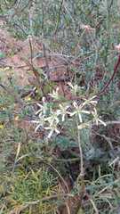 Pelargonium appendiculatum