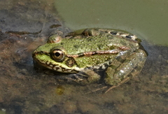 Pelophylax