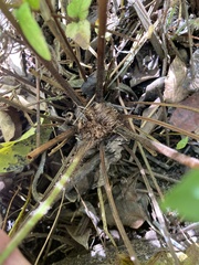 Ctenitis submarginalis