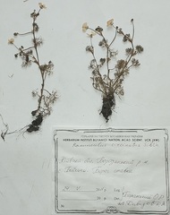 Ranunculus circinatus