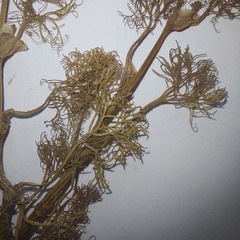 Ranunculus circinatus