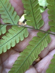 Ctenitis submarginalis