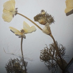 Ranunculus circinatus