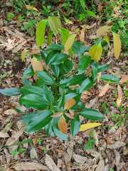Cinnamomum verum