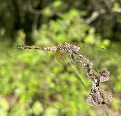 Trithemis werneri