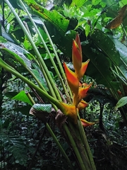 Heliconia bihai